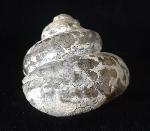 Pleurotomaria cf. actinomorphala EUDES-DESLONG-CHAMPS 1849 - Bild © FossNet FossilienStore